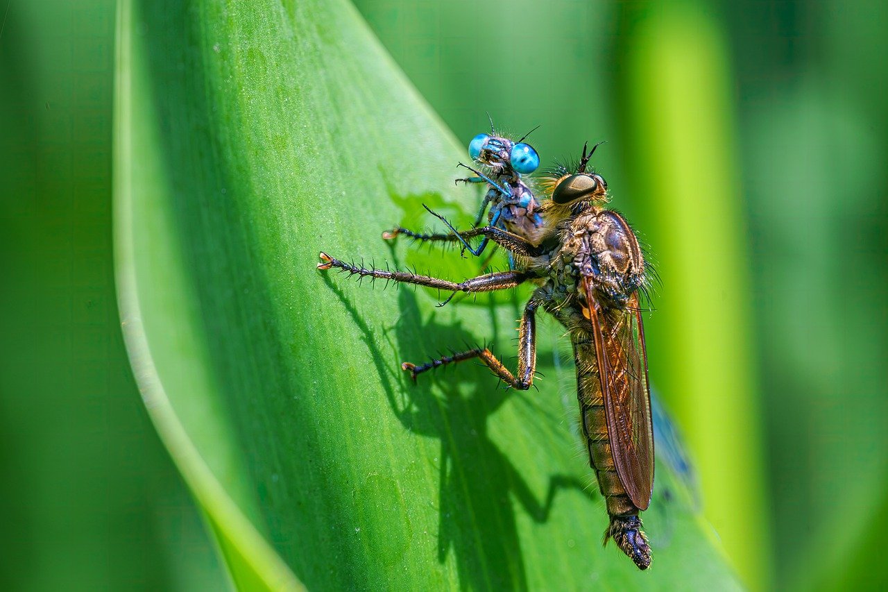 Creating a Wildlife Friendly Garden - A Sustainable Approach